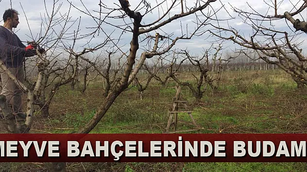 MEYVE BAHÇELERİNDE BUDAMA