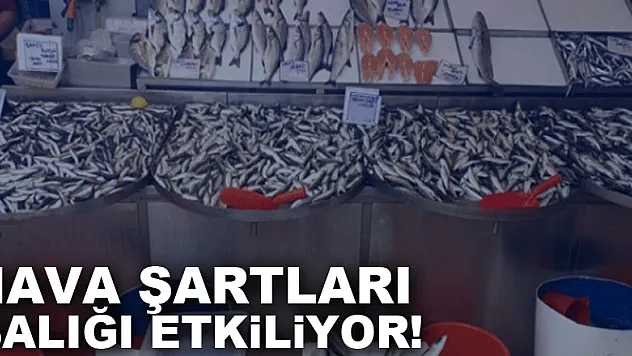 Hava şartları balığı etkiliyor!