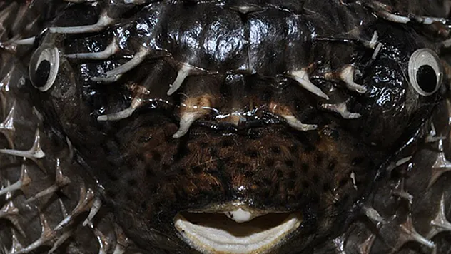 Denizlerin tek dişli canavarı balon balığı, Ege ve Akdeniz'i istila etmeye başladı