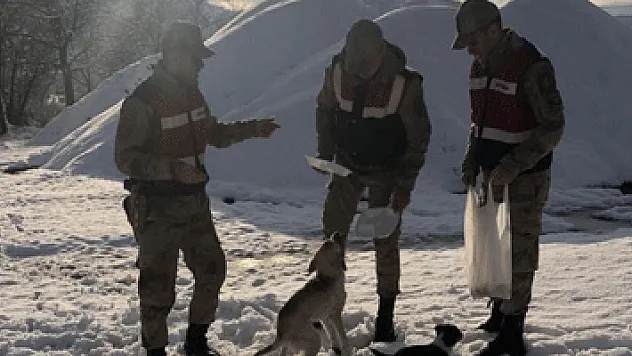 Jandarma sokak hayvanlarını unutmadı
