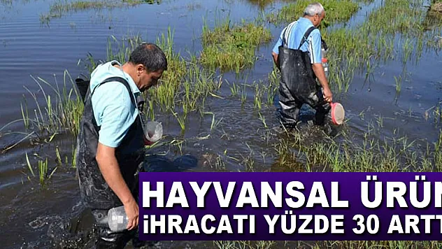 Hayvansal ürün ihracatı yüzde 30 arttı