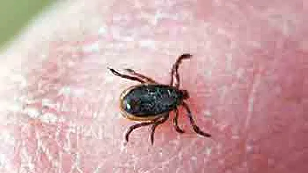 Samsun'da kene bir can aldı