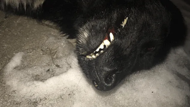 Havza'da köpek zehirlenmesi iddiası