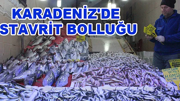 Karadeniz'de istavrit bolluğu 