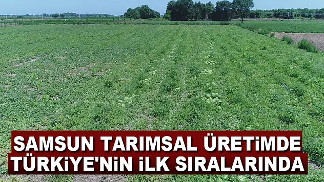 Samsun tarımsal üretimde Türkiye'nin ilk sıralarında