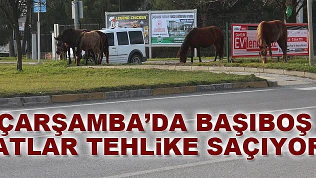 Çarşamba'da başıboş atlar tehlike saçıyor