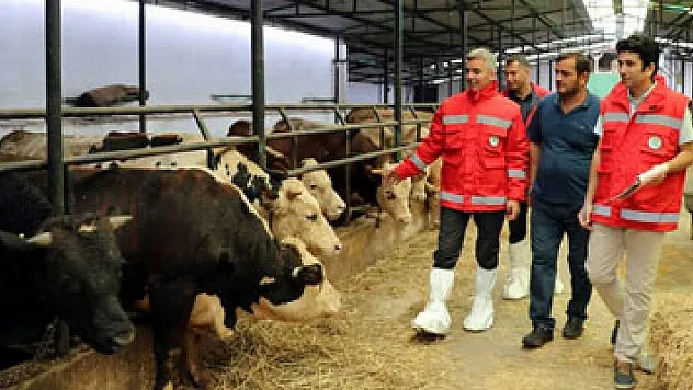 Türkiye'de en çok manda bu ilde var