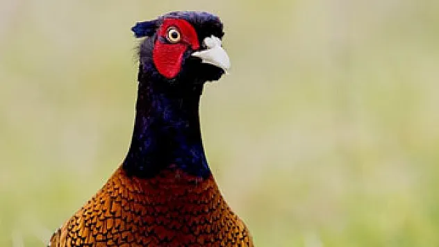 Keneye karşı tavukla mücadele