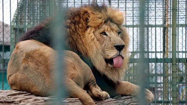 Hayvanat bahçesine 3,3 milyon ziyaretçi