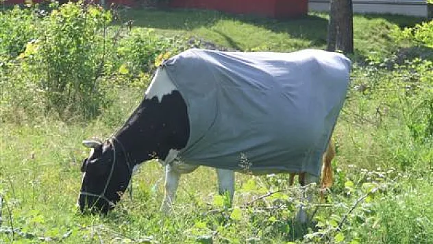 Karadenizli aklı, İneğe elbise giydirdi!?