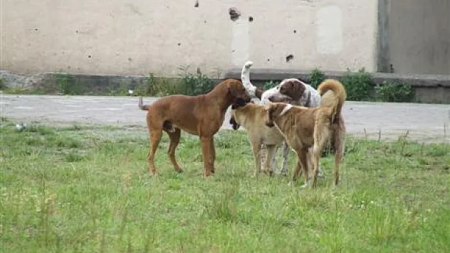 Sokak Köpekleri Korkutmaya devam ediyor