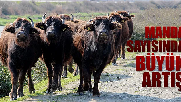 Kızılırmak Deltası'nda manda sayısı 3 binden 10 bine çıktı 