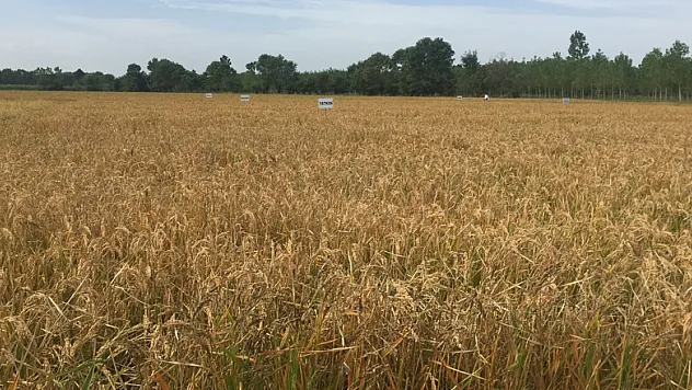 Çeltik samanı göz ardı ediliyor 