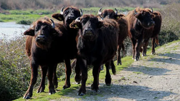 Kızılırmak Deltası'nda manda hazırlığı