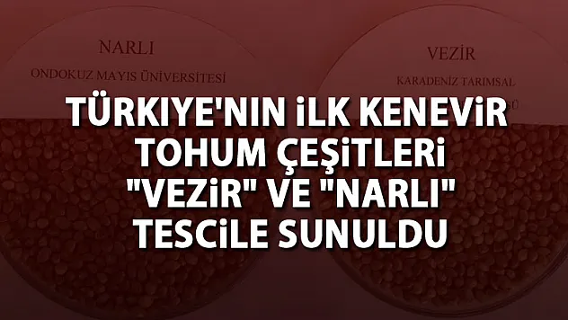 Türkiye'nin ilk kenevir tohum çeşitleri 'vezir' ve 'narlı' tescile sunuldu