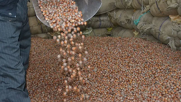 AK Partili vekil fındık üreticilerinin beklediği tarihi verdi