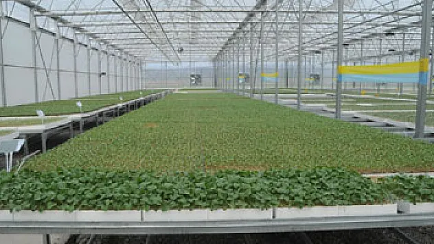 Tüm Türkiye'nin fide ihtiyacını karşılamaya talip