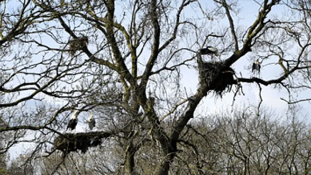Baharın müjdesi leylekler ziyaretçilerini bekliyor