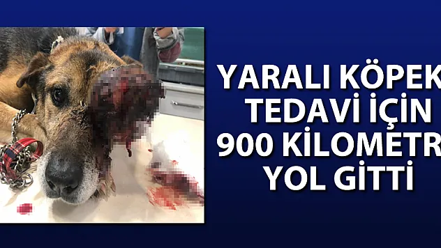 Yaralı köpek, tedavi için 900 kilometre yol gitti