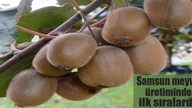 Samsun meyve üretiminde ilk sıralarda