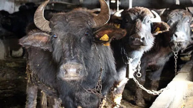 Samsun manda sayısında Türkiye 1'incisi