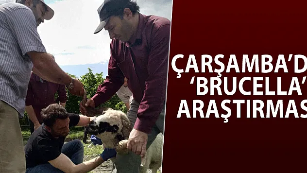 ÇARŞAMBA'DA 'BRUCELLA' ARAŞTIRMASI