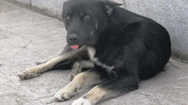 Yaban hayvanları havadan kuduza karşı aşılanıyor