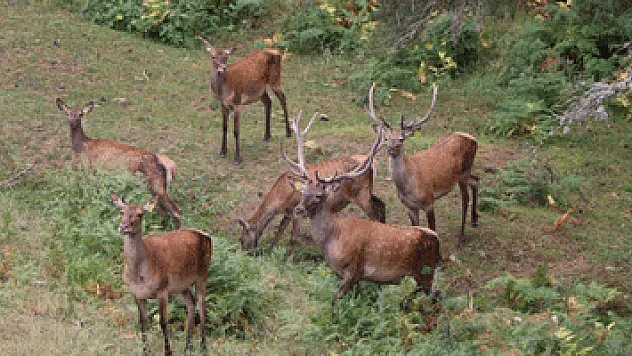 Samsun'da yaban hayvanları koruma altında
