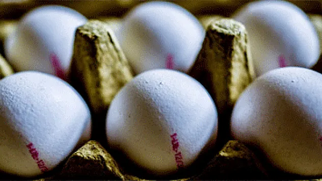 Tavuk yumurtası üretimde artış