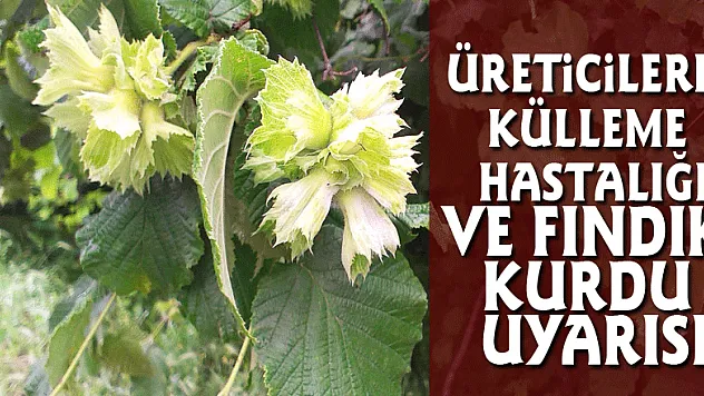 Üreticilere külleme hastalığı ve fındık kurdu uyarısı 