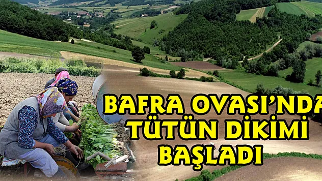 Bafra Ovası'nda tütün dikimi başladı 