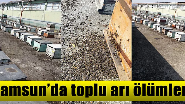  Samsun'da toplu arı ölümleri 
