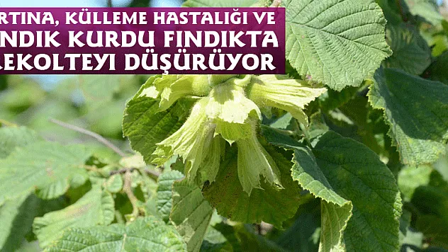 Fırtına, külleme hastalığı ve fındık kurdu fındıkta rekolteyi düşürüyor