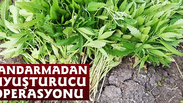 Jandarmadan uyuşturucu operasyonu