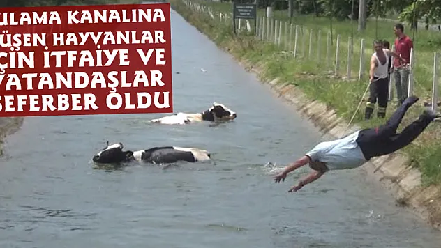 Sulama kanalına düşen hayvanlar için itfaiye ve vatandaşlar seferber oldu
