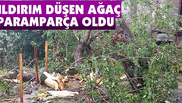 Yıldırım düşen ağaç paramparça oldu