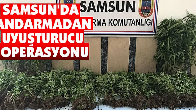 Samsun'da jandarmadan uyuşturucu operasyonu