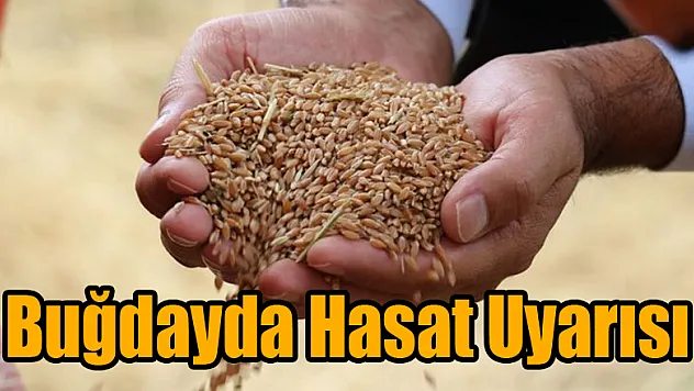   Buğdayda hasat uyarısı 