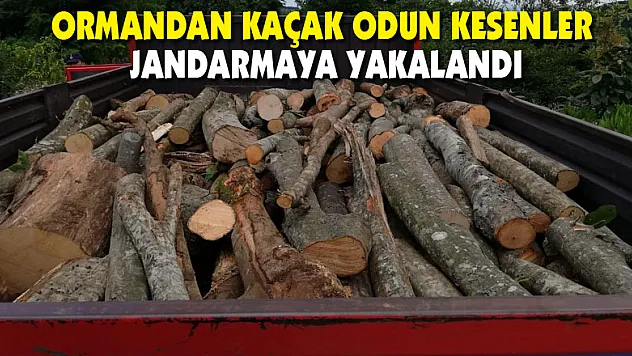Ormandan kaçak odun kesenler jandarmaya yakalandı