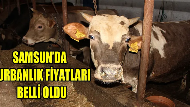 Samsun'da kurbanlık fiyatları belli oldu 