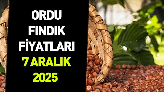 7 Aralık 2025 Ordu Fındık Fiyatı | Yüksek Randıman 300 TL'ye yaklaşıyor!