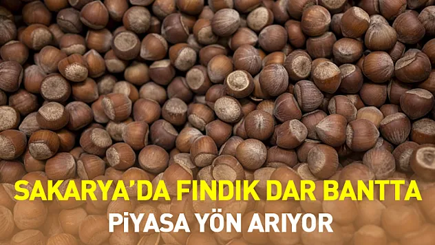 7 Ocak 2026 Sakarya'da Fındık Dar Bantta: Piyasa Yön Arıyor