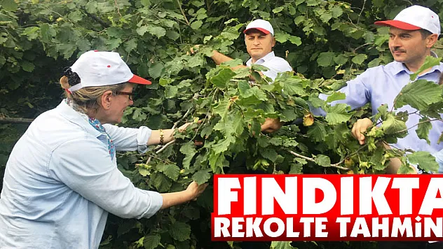 Samsun'da 2019 yılı fındık rekolte tahmini çalışmaları tamamlandı