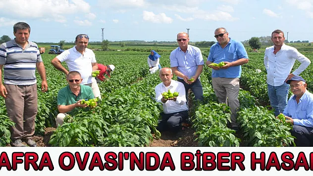 Bafra Ovası'nda biber hasadı  