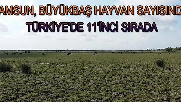 Samsun, büyükbaş hayvan sayısında Türkiye'de 11'inci sırada 