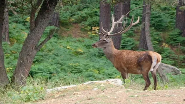 Yaban hayvanı salım ve yerleştirme çalışmaları hızla sürüyor  