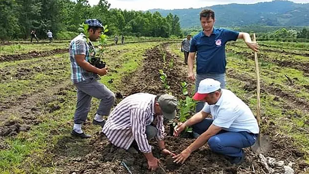 Samsun'a süper meyve aronia bahçesi kuruldu 