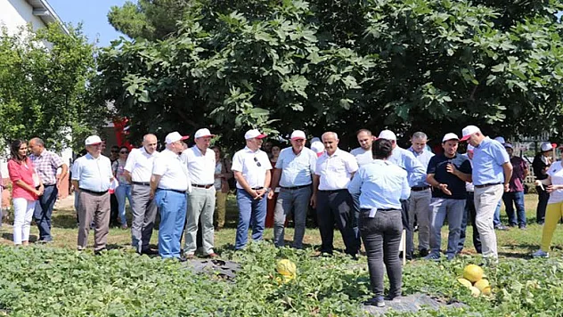 Yağmur suyu ile kavun-karpuz yetiştirildi  