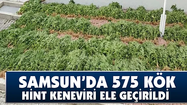 Samsun'da 575 kök Hint keneviri ele geçirildi 