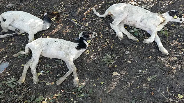 'Genç Çiftçi Projesi' kapsamında dağıtılan küçükbaş hayvanlar vebalı çıktı 
